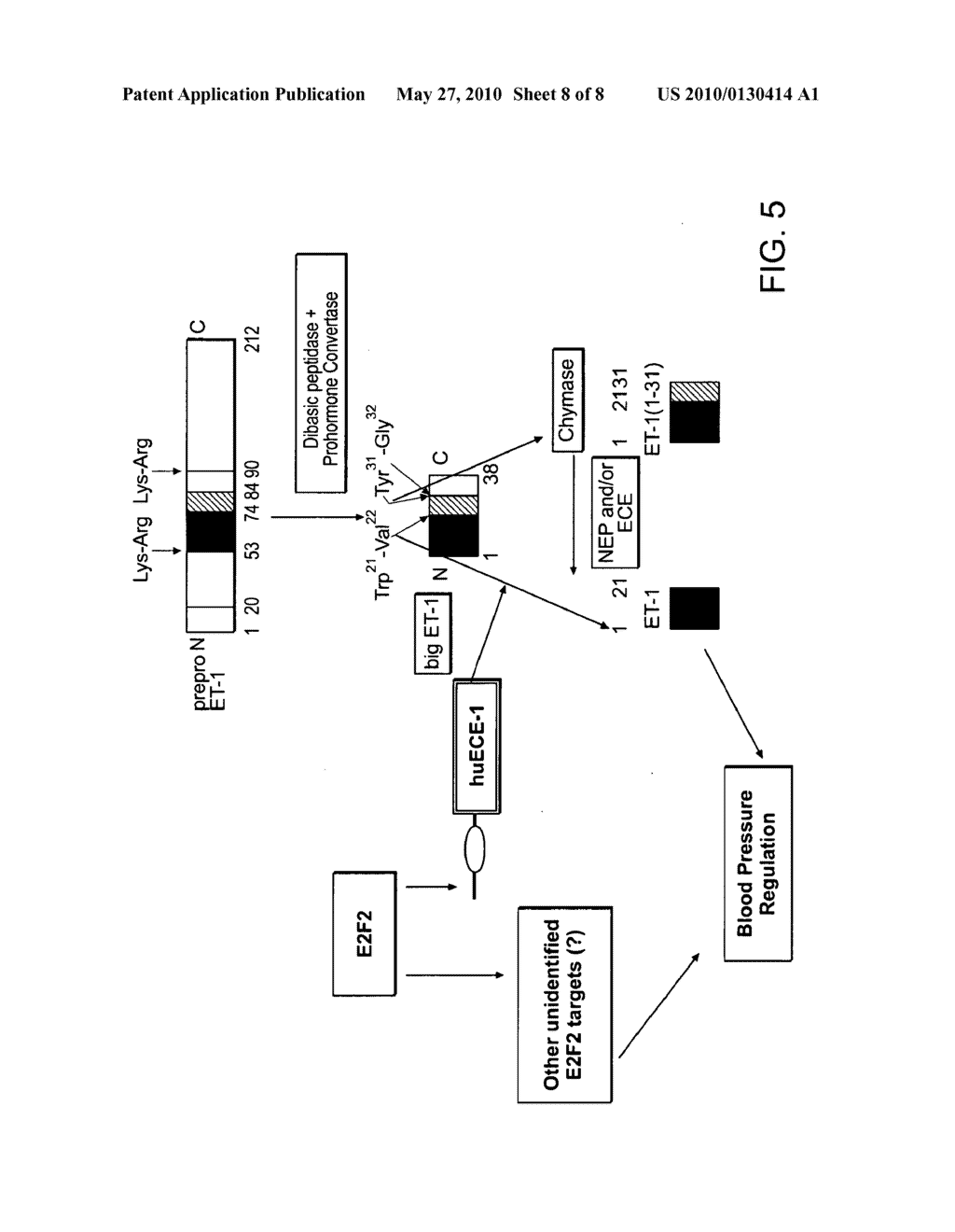 Methods of Using E2F2 for the Treatment of Hypertension - diagram, schematic, and image 09