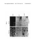 STABILIZED THERAPEUTIC SMALL HELICAL ANTIVIRAL PEPTIDES diagram and image