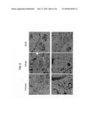 STABILIZED THERAPEUTIC SMALL HELICAL ANTIVIRAL PEPTIDES diagram and image