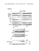 METHODS FOR INDUCING PROGRAMMED CELL DEATH diagram and image