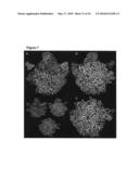 Method for identifying protein synthesis inhibitors by ribosome structure diagram and image