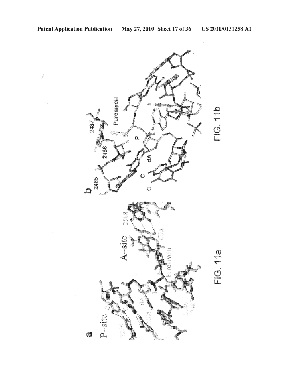 Method for identifying protein synthesis inhibitors by ribosome structure - diagram, schematic, and image 18