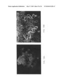 Method for identifying protein synthesis inhibitors by ribosome structure diagram and image