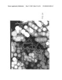 Method for identifying protein synthesis inhibitors by ribosome structure diagram and image