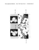 Method for identifying protein synthesis inhibitors by ribosome structure diagram and image