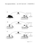 Prolongation of Survival of an Allograft by Inhibiting Complement Activity diagram and image