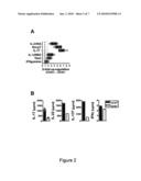 COMBINATION THERAPY FOR TREATMENT OF IMMUNE DISORDERS diagram and image