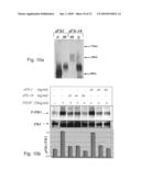 VARIANTS OF VEGFR AND THEIR USE IN THE DIAGNOSIS AND TREATMENT OF PREGNANCY ASSOCIATED MEDICAL CONDITIONS diagram and image