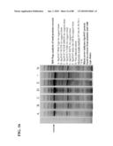 COMBINATION GAS VACCINES AND THERAPEUTICS diagram and image