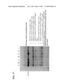 COMBINATION GAS VACCINES AND THERAPEUTICS diagram and image