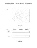 Composition for Promoting Cartilage Formation or Repair Comprising a NELL Gene Product and Method of Treating Cartilage-Related Conditions Using Such Composition diagram and image