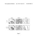 Composition for Promoting Cartilage Formation or Repair Comprising a NELL Gene Product and Method of Treating Cartilage-Related Conditions Using Such Composition diagram and image