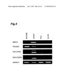 CANCER MARKER AND THERAPEUTIC AGENT FOR CANCER diagram and image