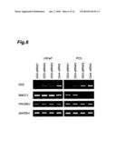 CANCER MARKER AND THERAPEUTIC AGENT FOR CANCER diagram and image