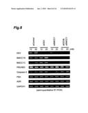 CANCER MARKER AND THERAPEUTIC AGENT FOR CANCER diagram and image