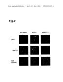 CANCER MARKER AND THERAPEUTIC AGENT FOR CANCER diagram and image