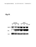 CANCER MARKER AND THERAPEUTIC AGENT FOR CANCER diagram and image