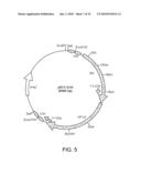 INFECTIOUS CLONE OF HUMAN PARVOVIRUS B19 AND METHODS diagram and image