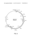 INFECTIOUS CLONE OF HUMAN PARVOVIRUS B19 AND METHODS diagram and image