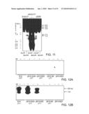 INFECTIOUS CLONE OF HUMAN PARVOVIRUS B19 AND METHODS diagram and image