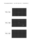 INFECTIOUS CLONE OF HUMAN PARVOVIRUS B19 AND METHODS diagram and image