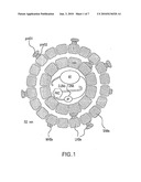 DETECTING HEPATITIS B VIRUS diagram and image