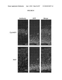 PHOTORECEPTOR PRECURSOR CELLS diagram and image