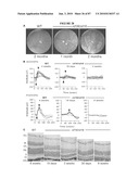 PHOTORECEPTOR PRECURSOR CELLS diagram and image