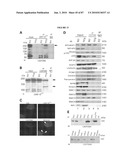 PHOTORECEPTOR PRECURSOR CELLS diagram and image