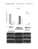 PHOTORECEPTOR PRECURSOR CELLS diagram and image