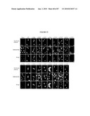 PHOTORECEPTOR PRECURSOR CELLS diagram and image