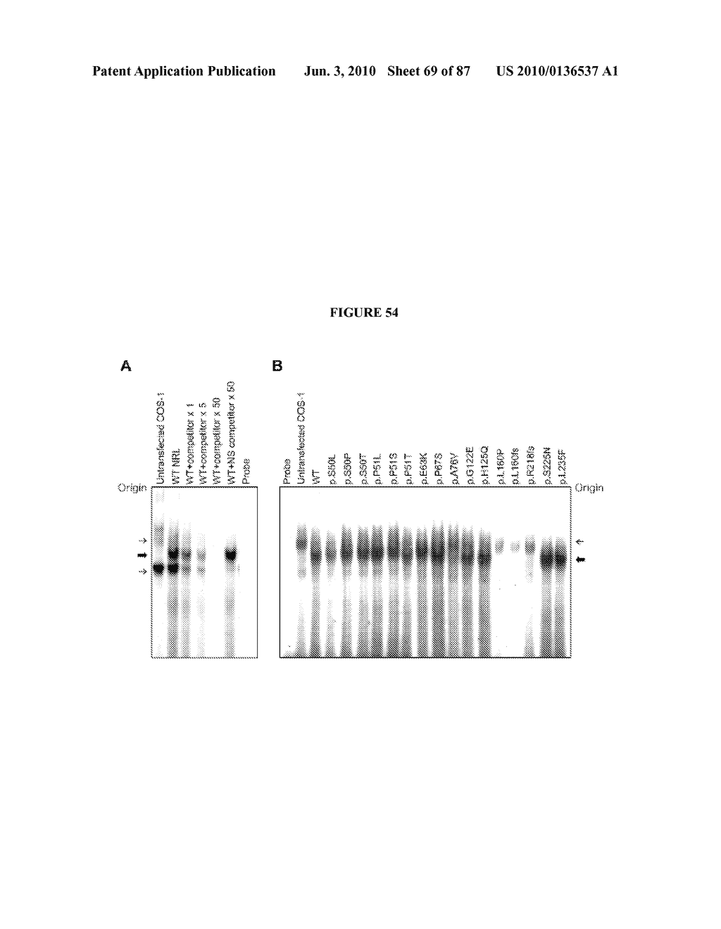 PHOTORECEPTOR PRECURSOR CELLS - diagram, schematic, and image 70