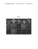 PHOTORECEPTOR PRECURSOR CELLS diagram and image