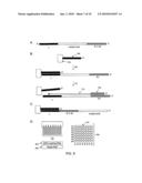 Methods and Compositions for Isolating Nucleic Acid Sequence Variants diagram and image