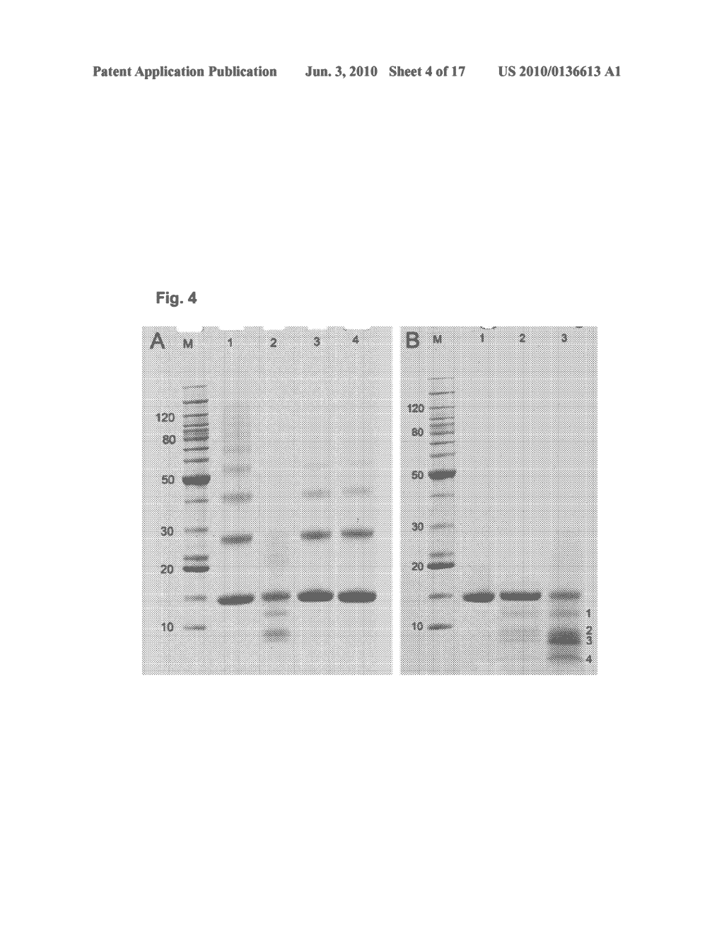 PRESSURE-ASSISTED MOLECULAR RECOVERY (PAMR) OF BIOMOLECULES, PRESSURE-ASSISTED ANTIGEN RETRIEVAL (PAAR), AND PRESSURE-ASSISTED TISSUE HISTOLOGY (PATH) - diagram, schematic, and image 05