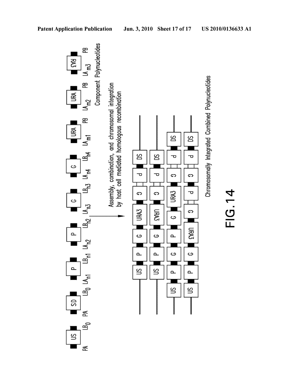 COMPOSITIONS AND METHODS FOR THE ASSEMBLY OF POLYNUCLEOTIDES - diagram, schematic, and image 18