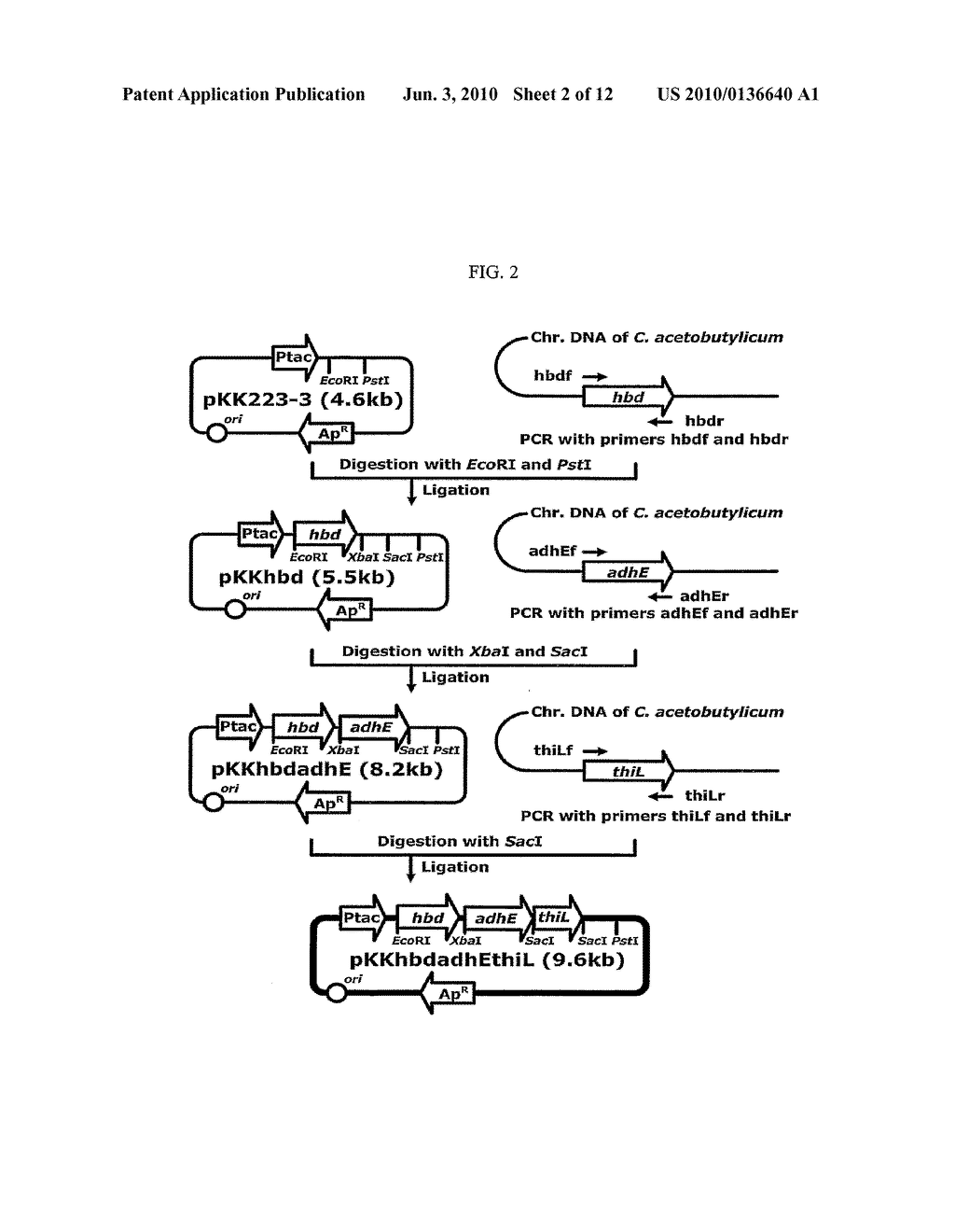 ENHANCED BUTANOL PRODUCING MICROORGANISMS AND METHOD FOR PREPARING BUTANOL USING THE SAME - diagram, schematic, and image 03