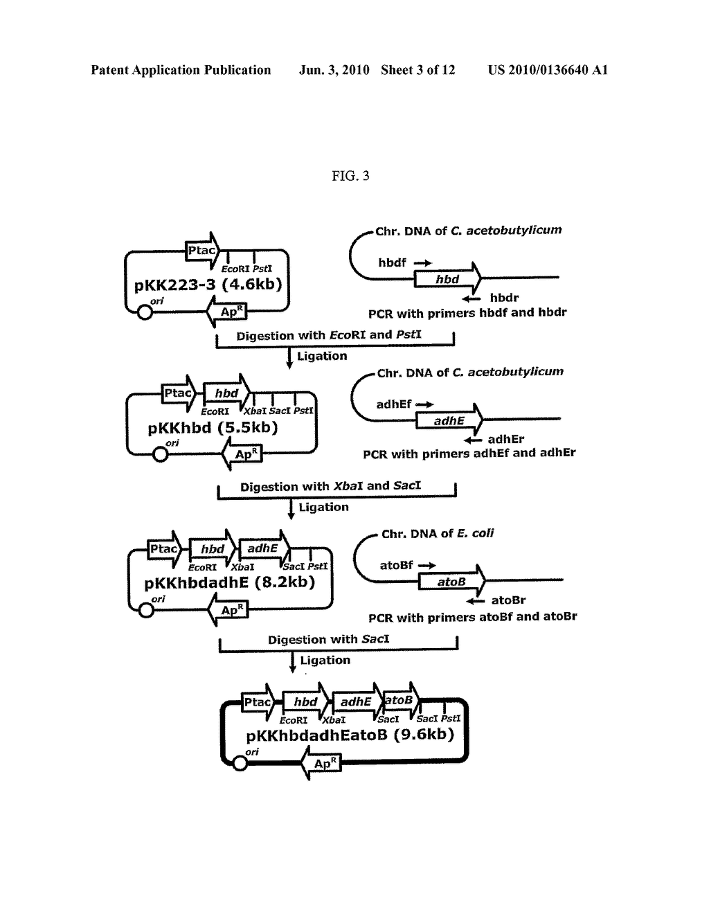 ENHANCED BUTANOL PRODUCING MICROORGANISMS AND METHOD FOR PREPARING BUTANOL USING THE SAME - diagram, schematic, and image 04