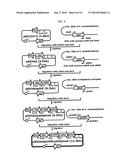 ENHANCED BUTANOL PRODUCING MICROORGANISMS AND METHOD FOR PREPARING BUTANOL USING THE SAME diagram and image