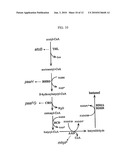 ENHANCED BUTANOL PRODUCING MICROORGANISMS AND METHOD FOR PREPARING BUTANOL USING THE SAME diagram and image