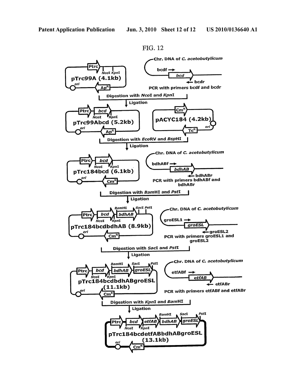 ENHANCED BUTANOL PRODUCING MICROORGANISMS AND METHOD FOR PREPARING BUTANOL USING THE SAME - diagram, schematic, and image 13