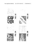 DETECTION, ISOLATION AND USES OF RENALASE (MONOAMINE OXIDASE C) diagram and image