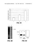 DETECTION, ISOLATION AND USES OF RENALASE (MONOAMINE OXIDASE C) diagram and image