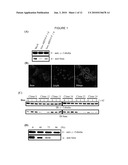 METHODS OF DIAGNOSIS OF SPINAL MUSCULAR ATROPHY AND TREATMENTS THEREOF diagram and image