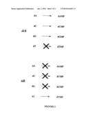 Mutants of Deoxycytidine Kinase Having Extended Enzymatic Activity diagram and image