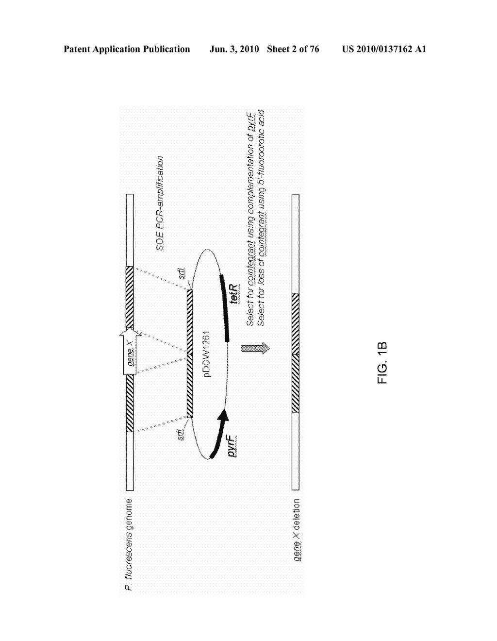 Method for Rapidly Screening Microbial Hosts to Identify Certain Strains with Improved Yield and/or Quality in the Expression of Heterologous Proteins - diagram, schematic, and image 03