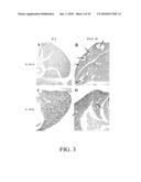 Use of FGF-18 Protein, Target Proteins and Their Respective Encoding Nucleotide Sequences to Induce Cartilage Formation diagram and image