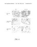 Use of FGF-18 Protein, Target Proteins and Their Respective Encoding Nucleotide Sequences to Induce Cartilage Formation diagram and image