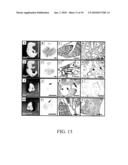 Use of FGF-18 Protein, Target Proteins and Their Respective Encoding Nucleotide Sequences to Induce Cartilage Formation diagram and image