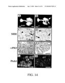 Use of FGF-18 Protein, Target Proteins and Their Respective Encoding Nucleotide Sequences to Induce Cartilage Formation diagram and image